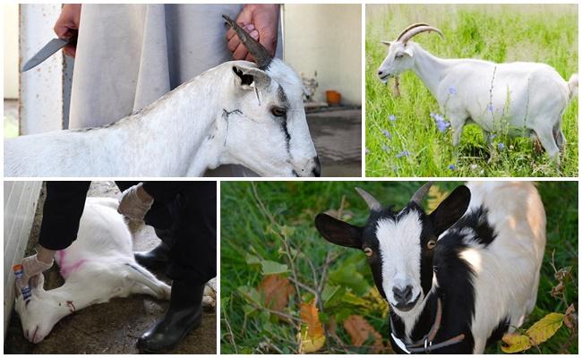 goat slaughter