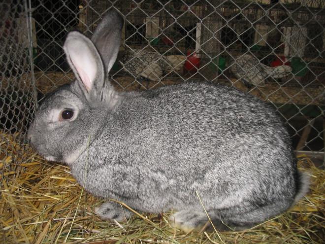 tehotný králik