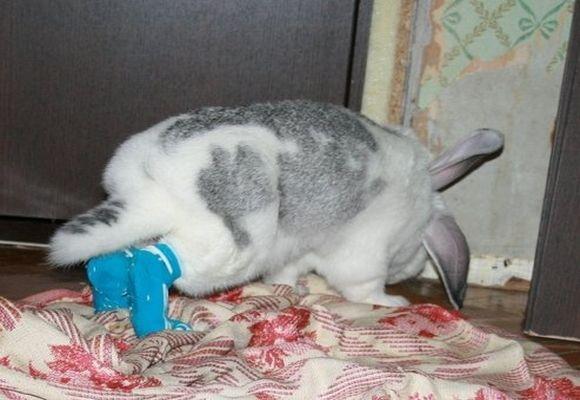 pododermatitis hos kaniner