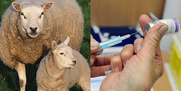 dissenteria anaerobica degli agnelli