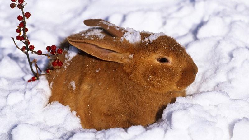 králik v snehu