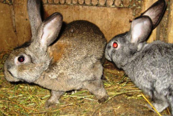 tavşan ve tavşan