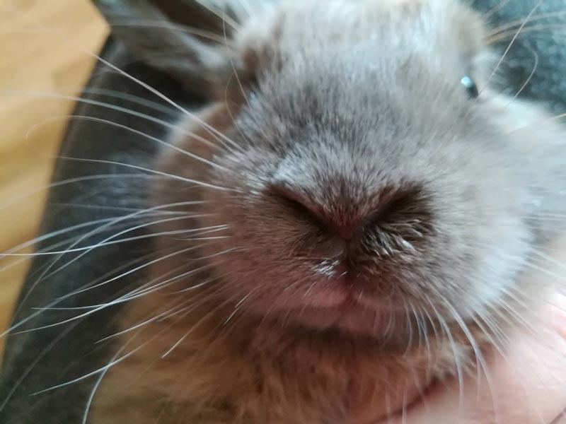 nieżyt nosa królika