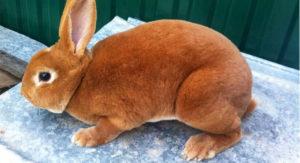 TOP 6 breeds of red rabbits and how to choose a pet, rules of maintenance and care