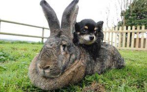 The breeds of the largest rabbits in the world and the weight of individuals from the Guinness Book of Records