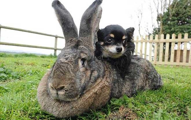กระต่ายที่เพิ่มขึ้น