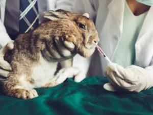 Liste der Medikamente für Kaninchen und deren Zweck, was sonst noch im Medizinschrank stehen sollte