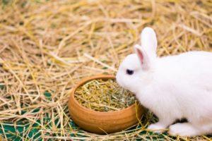 How many times a day should rabbits be fed and a table of feed intake rates