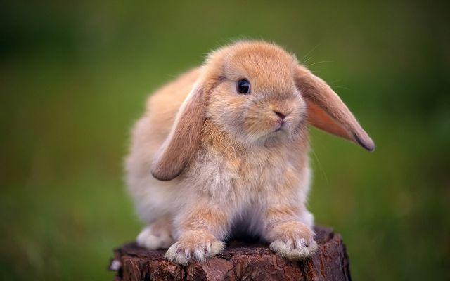 decorative rabbit