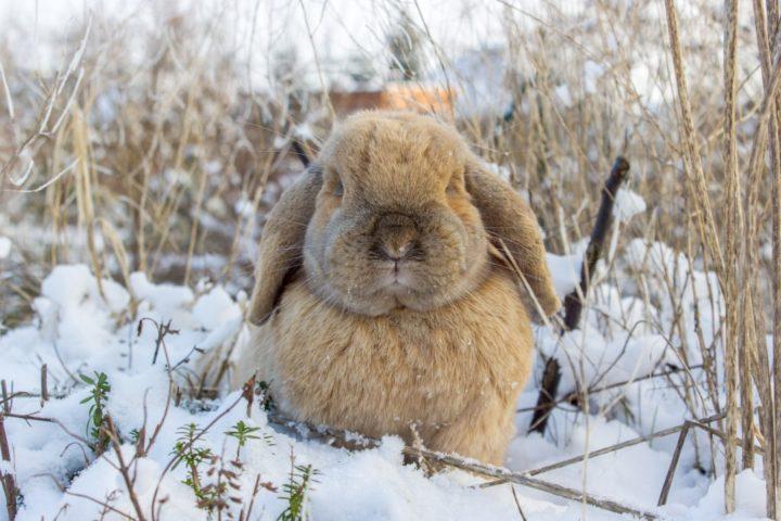 kanin i sneen