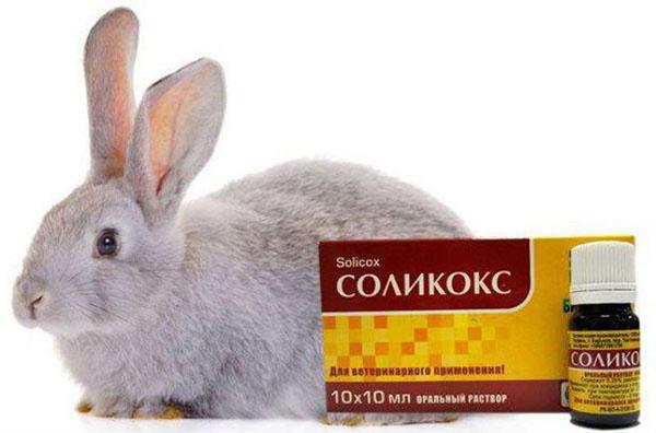 Instruccions d’ús per a conills de Solikox