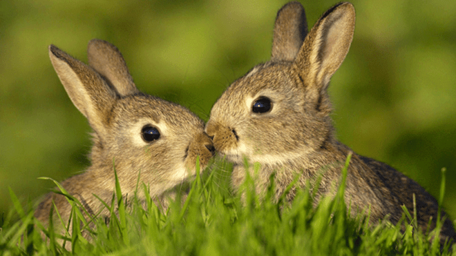 conejos de apareamiento