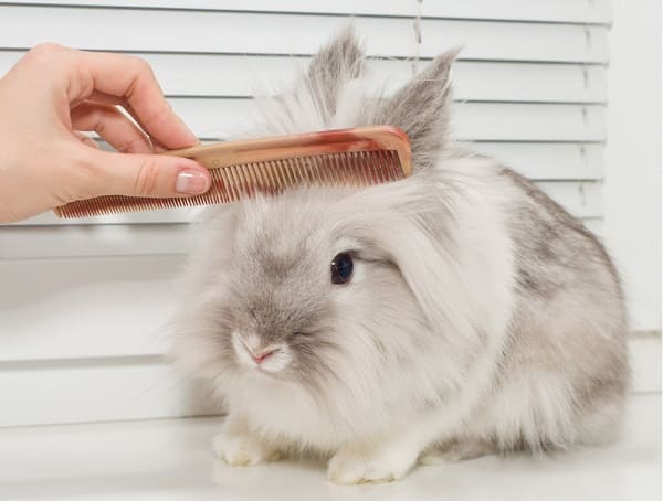 cắt tóc thỏ