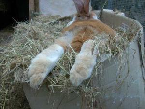 Welches Heu und Stroh eignet sich am besten für die Fütterung von Kaninchen und die Regeln für die Einführung in die Ernährung