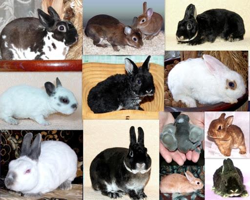many rabbits