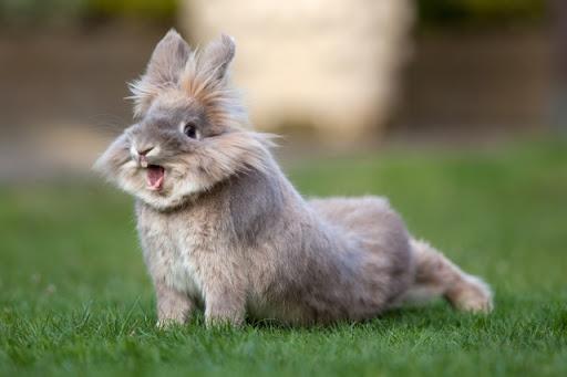 con thỏ xinh đẹp