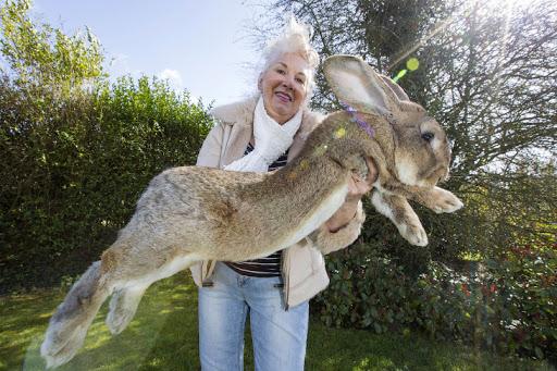 con thỏ lớn