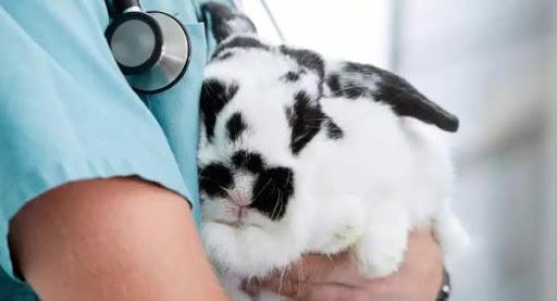 Kaninchen in den Armen