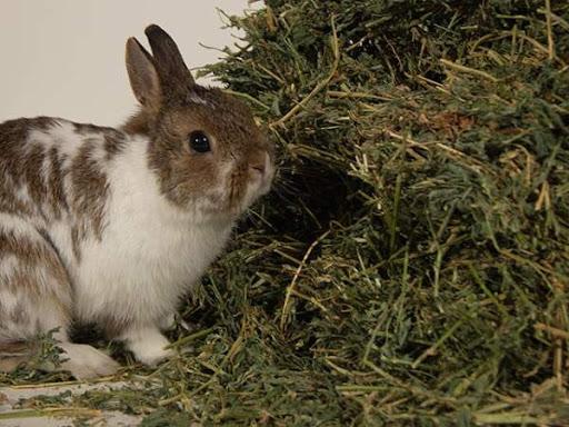 hay for rabbits