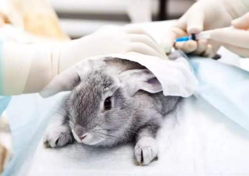vacuna de conejo