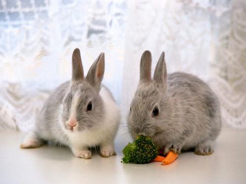 twee konijnen