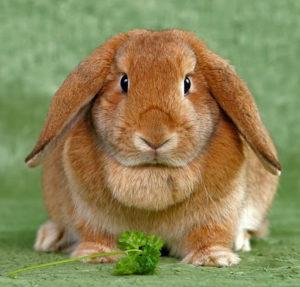 How many years can rabbits live at home, terms for different breeds