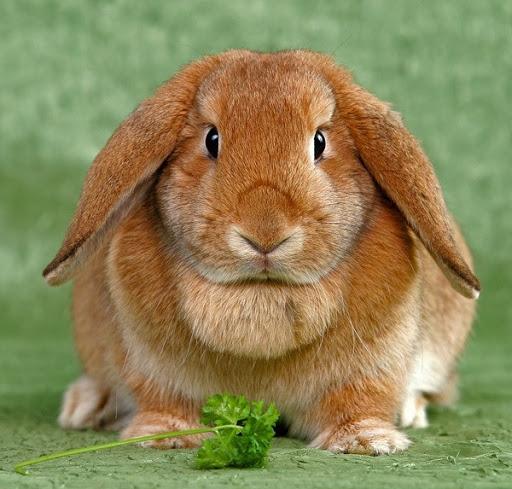 baran z uszami królika