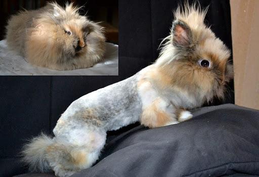 tavşan saç kesimi