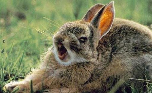 rabbit sneeze
