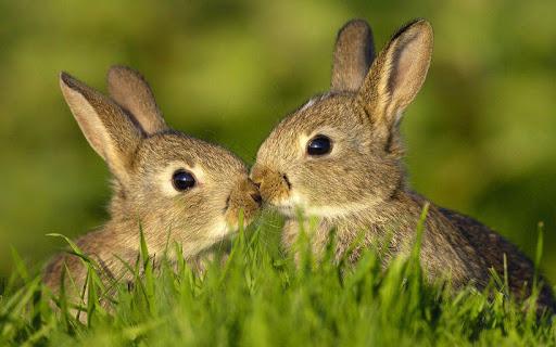 Hase und Kaninchen
