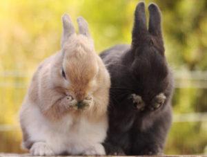 Vad äter inhemska kaniner, typer av mat och regler för utfodring för nybörjare