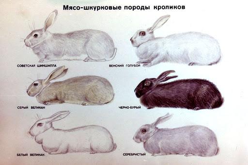 veel konijnen
