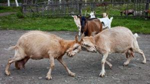 How to wean a goat from butting and why it does it, deactivating horns