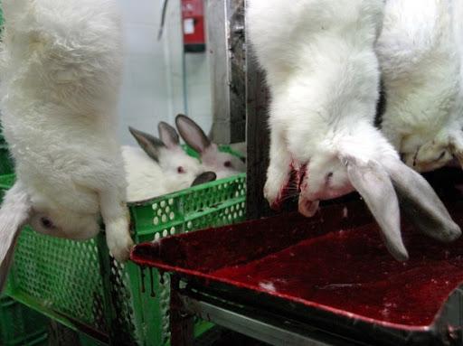 het slachten van konijnen