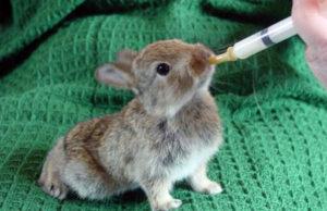 What can and can not be fed to rabbits, the rules of artificial feeding