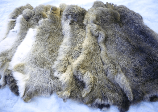 pells de conill