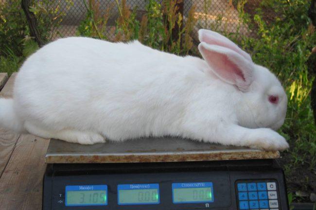 rabbit weight