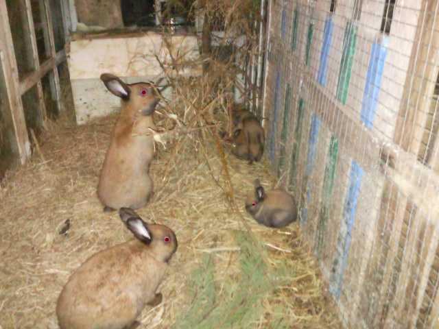تغذية الأرانب