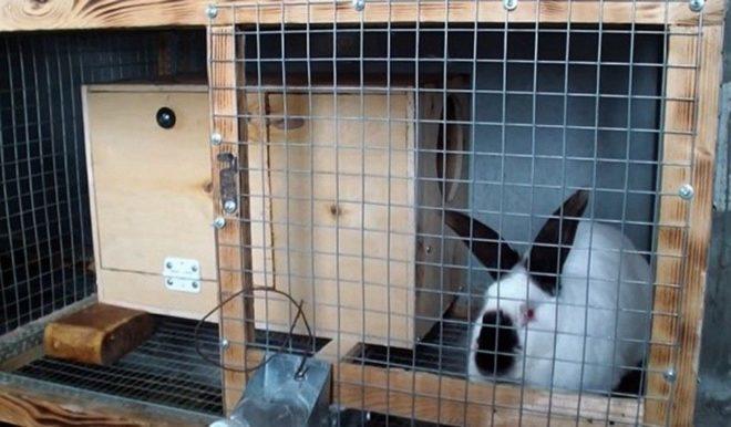 Afmetingen en tekeningen van een konijnencel voor konijnen en hoe u het zelf kunt doen