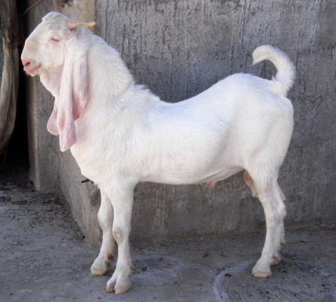 goat goat