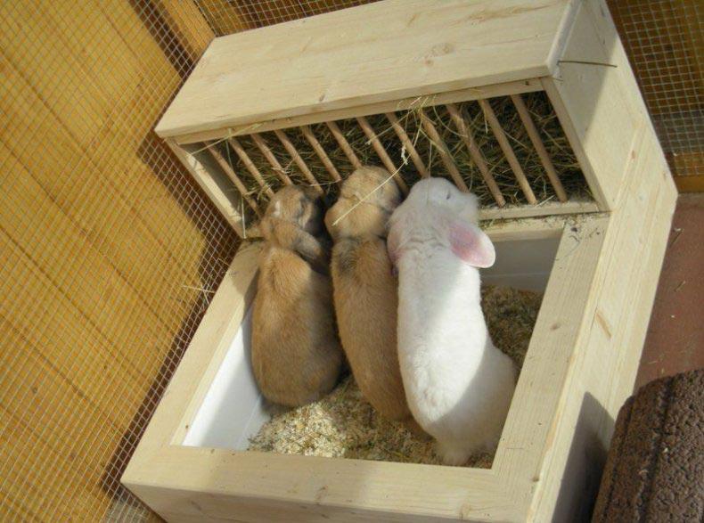 rabbit nursery feeder