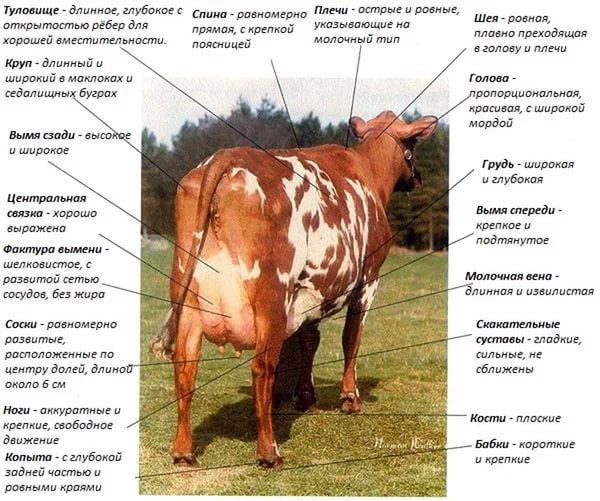 classificazione del bestiame