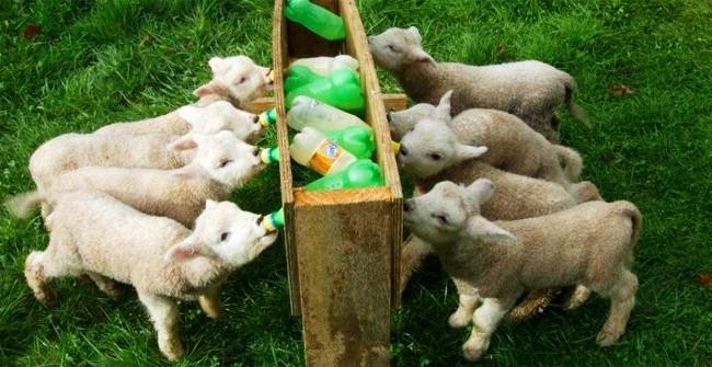 sheep feeder