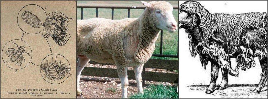 Wie man Schafe von Zecken und Läusen, Drogen und Volksheilmitteln behandelt