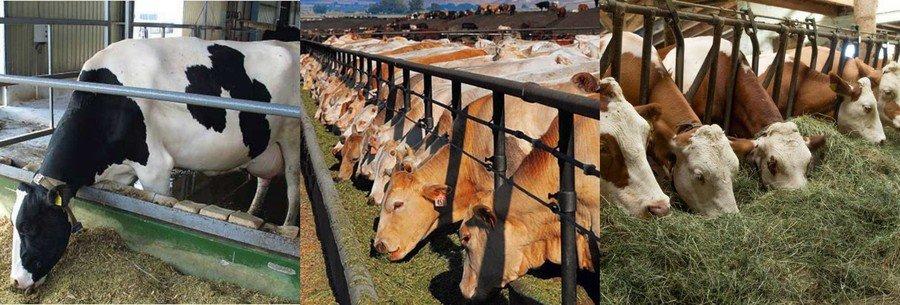 feeding cows