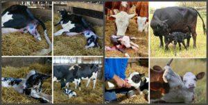 Jak správně krmit krávu po otelení doma, sestavení stravy