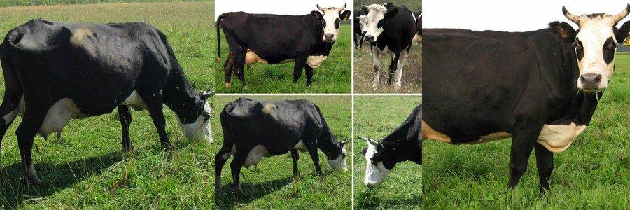 Yaroslavl breed of cows