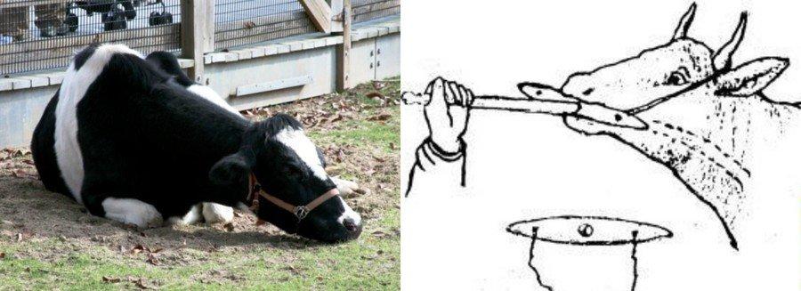 Αιτίες και συμπτώματα απόφραξης του οισοφάγου στα βοοειδή, τρόπος αντιμετώπισης