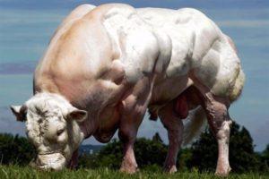 Topp 10 största raser av kor i världen och storleken på rekordinnehavarna