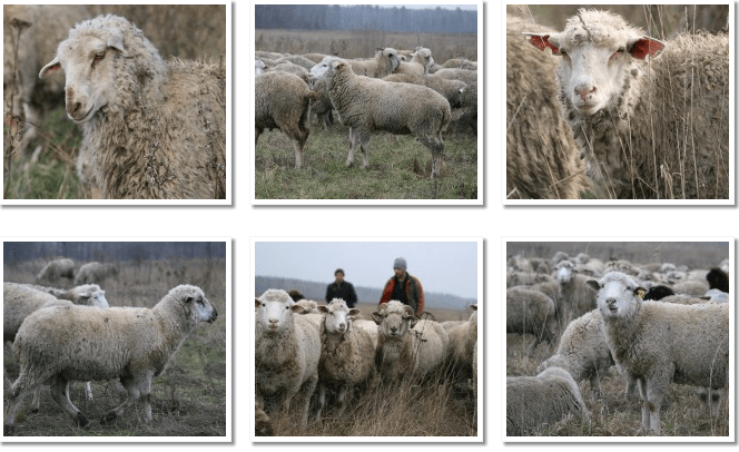 Descrizione e caratteristiche delle pecore di razza Tsigai, regole per il loro mantenimento